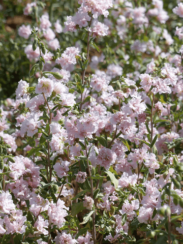 Mølleblomst 'Appleblossom' Seed