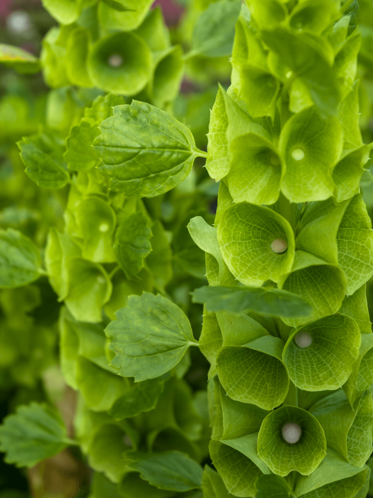 MOLUCELLA 'Tragtbæger' Seed