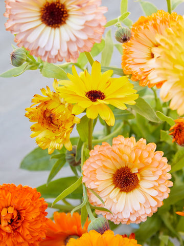 Morgenfrue 'Playtime Miks' Seed