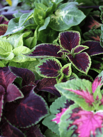 Palettblad 'Rainbow Mix' Seed