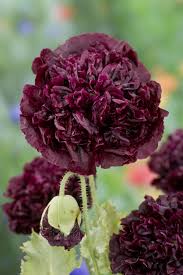 PAPAVER 'Black Peony' Seed