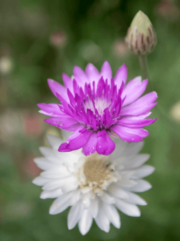 Papirblomst 'Mix' Seed