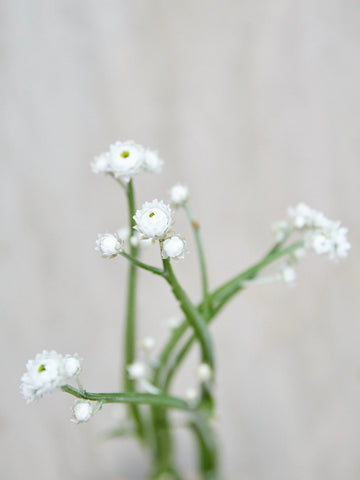 Papirknop Seed