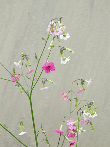 Prydtobak 'Marshmallow' Seed
