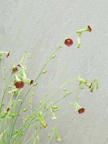 Prydtobak 'Tinkerbell' Seed