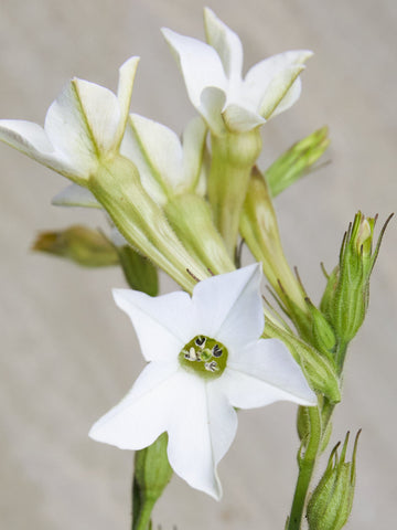 Prydtobak 'White' Seed