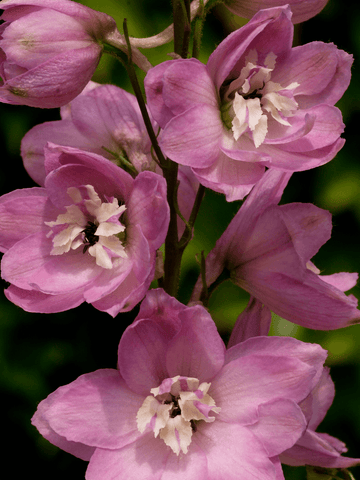 Ridderspore 'Magic Fountains Cherry Blossom White Bee' Seed