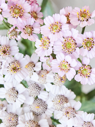 Røllike 'Love Parade' Seed