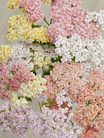 Røllike 'Summer Pastels Mix' Seed