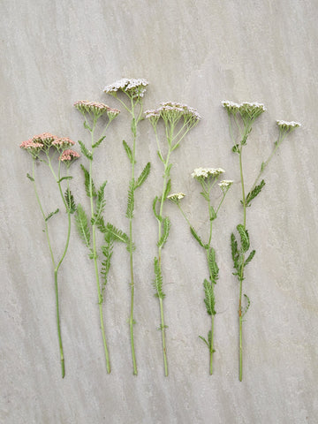 Røllike 'Summer Pastels Mix' Seed