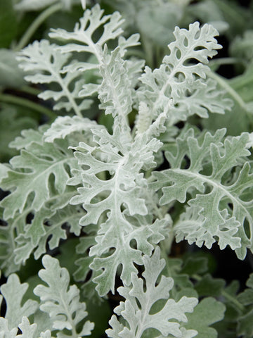 Senecio Silverdust' Benary Seed