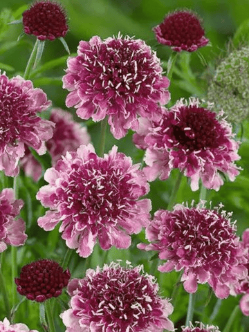 Skabiose 'Beaujolais Bonnets'