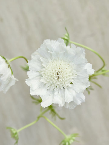 Skabiose 'Fama White'
