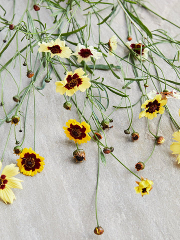 Skønhedsøje 'Incredible' Seed