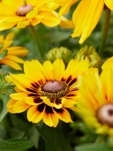 Solhat 'Denver Daisy' Benary Seed