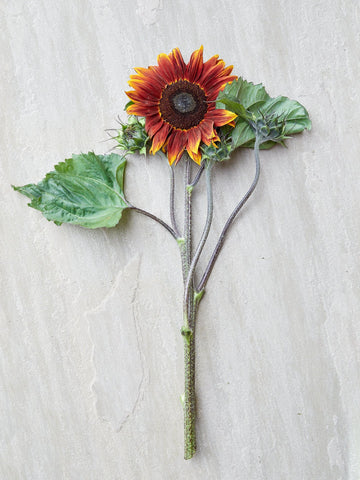 Solsikke 'Harlequin' Seed