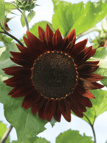 Solsikke 'Moulin Rouge' Seed