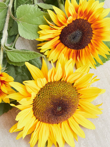 Solsikke 'Summertime Mix' Seed