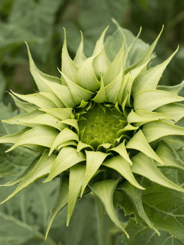 Solsikke 'Sunfill Green' Seed