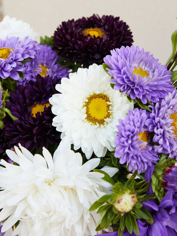 Sommerasters 'Heavenly Mix' Seed