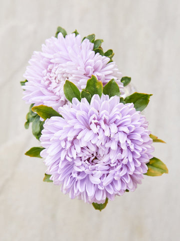 Sommerasters 'Lady Coral Lavender' Seed