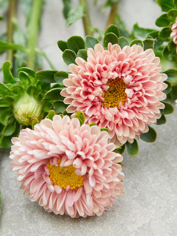Sommerasters 'Matsumoto Apricot' Seed