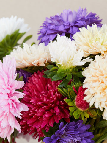 Sommerasters 'Miks' Seed