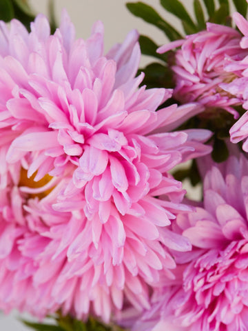 Sommerasters 'Pink' Seed