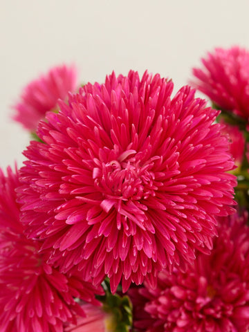 Sommerasters 'Red' Seed