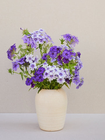 Sommerfloks 'Beauty Moody Blues' Seed