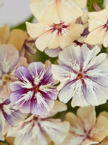 Sommerfloks 'Creme Brulee' Seed