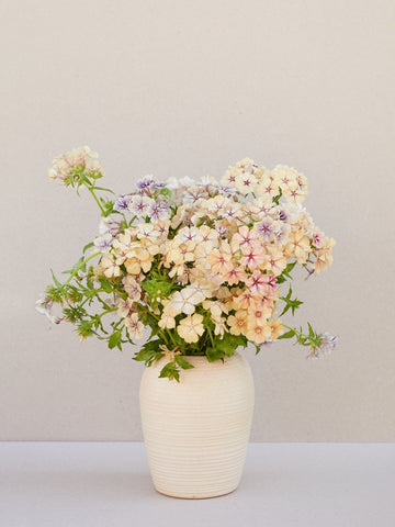 Sommerfloks 'Creme Brulee' Seed