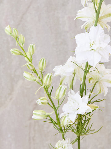 Sommerridderspore 'White' Seed