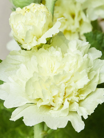 Stokrose 'Spring Celebrity Lemon' Seed