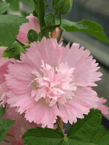 Stokrose 'Spring Celebrity Pink' Seed
