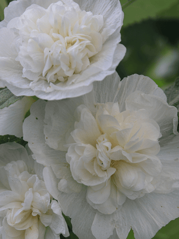 Stokrose 'Spring Celebrity White' Seed