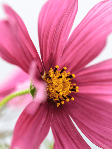 Stolt Kavaler 'Antiquity' Seed
