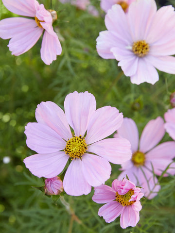 Stolt Kavaler COSMOS SONATA pink Pan american seeds Seed