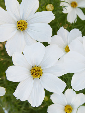Stolt Kavaler COSMOS SONATA white Pan american seeds Seed