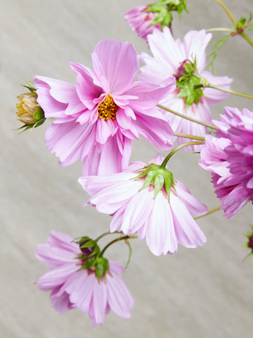 Stolt Kavaler 'Double Click Rose Bonbon' Seed