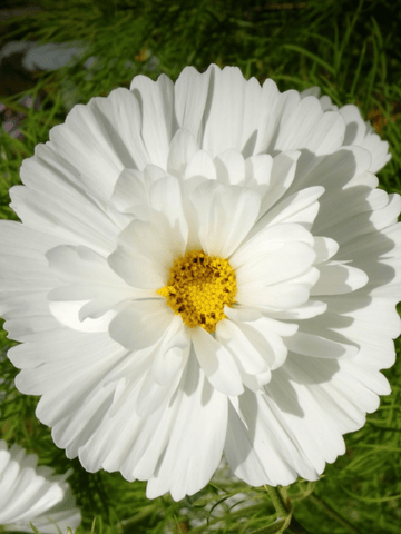 Stolt Kavaler 'Double Click Snowpuff' Seed