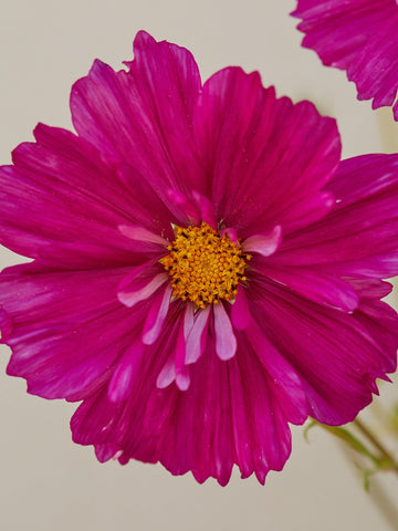 Stolt Kavaler 'Fizzy Purple' Seed