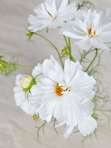 Stolt Kavaler 'Fizzy White' Seed