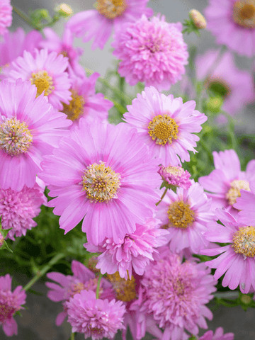 Stolt Kavaler 'Pink Popsocks' Seed