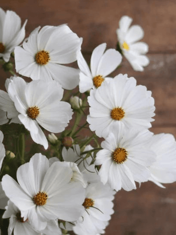 Stolt Kavaler 'Purity' Seed