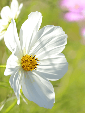 Stolt Kavaler 'Versailles White' Seed