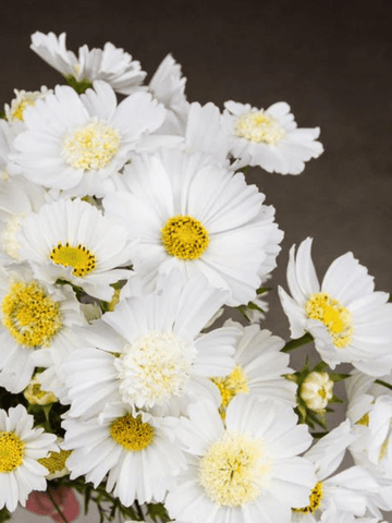 Stolt Kavaler 'White Popsocks' Seed
