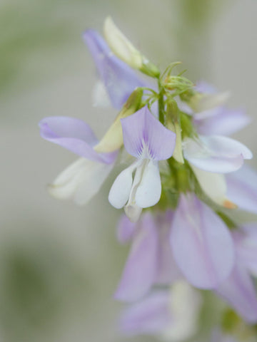 Stregbælg Seed