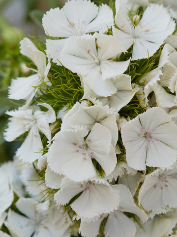Studenternellike 'White' Seed