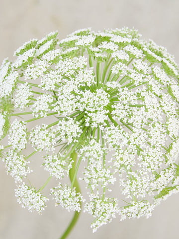 Tandstikkerurt 'Casablanca' Seed